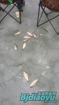 野釣營 北京釣魚網的凈土之家