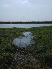 瓦埠湖野釣記 魚口稀也還有魚